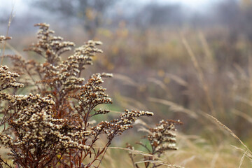 Dry beautiful grass Canadian goldenrod (Solidago canadensis) close-up on autumn background. Natural and organic autumn picture.