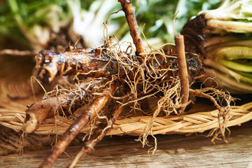 Fresh whole dandelion root with leaves