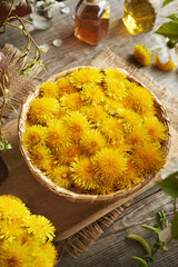 A basket full of fresh dandelion flowers © Madeleine Steinbach