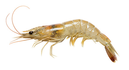 Isolated Fresh Raw Shrimp Close Up