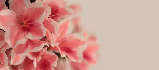 Smoke Close-up Selective soft focus pink Azalea flower patal bud bouquet. Macro blur natural abstract beige background.