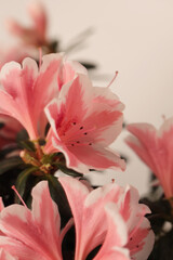 Smoke Close-up Selective soft focus pink Azalea flower patal bud bouquet. Macro blur natural abstract beige gray background.