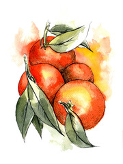 Orange fruits,  watercolor sketch. Stickers, print, pictures