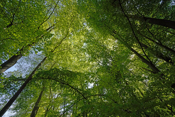 Blick in frische Buchenkronen