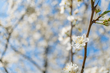 Close-up shot of a flowering branch, yellow centers and white petals, natural setting with...