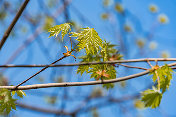 Close-up photograph of a tree branch with budding light green leaves in a natural open-air setting, possibly a park or forest Background hints at blue skies No visible text Upward movement and gro