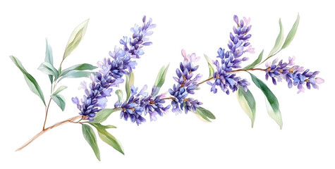 Naklejka premium A delicate watercolor illustration of lavender flowers with lush green leaves, ideal for botanical art or nature-themed designs
