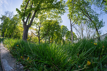 Tranquil outdoor scene with lush greenery, well-maintained garden, wildflowers yellow, white, stone...