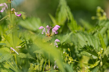 Close-up of a purple wildflower amidst lush green foliage, naturalistic style, sunny day lighting, ground level perspective, no human elements