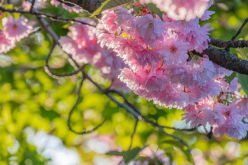 Close-up of cherry blossoms in bloom, delicate pink petals and stamen, soft shadows, sunlight...
