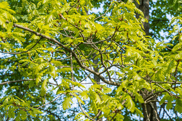 Autumn tree with dense, textured leaves in various shades of green and yellow against a sunlit sky Skewed perspective, hints of blue sky in the background No people or animals present Realistic ph