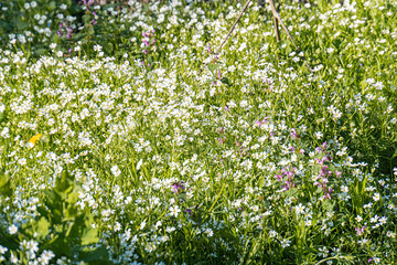 Close-up view of a dense, white flower garden bed with subtle pink and purple accents, filmed from...