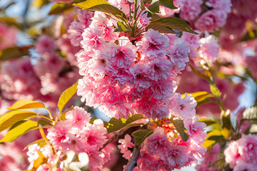 Close-up of pink cherry blossoms in cluster on green branches, soft daylight filtering, translucent petals, shallow depth of field, background blur, no text
