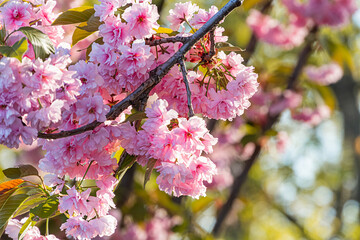 Close-up of cherry blossoms, pink petals with white centers, soft focus, depth of field effect, blurred background cherry blossom branches and foliage, natural sunlight, realistic style, vibrant co