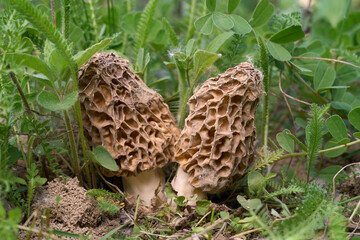 Morchella vulgaris mushroom in the plants. Two edible morel mushrooms in the oak forest.	
