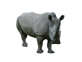 Obraz premium white rhino isolated on white background