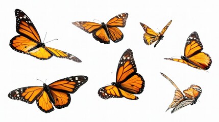Colorful Monarch Butterflies in Various Positions and Angles