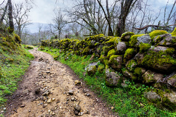 Camino con valla de piedras con musgo