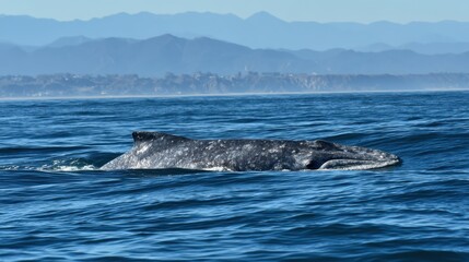 Fototapeta premium Gray Whale Emerging from the Pacific Ocean