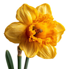 Yellow daffodil with trumpet center on plain bright white background no shadows, sharp detailed floral shot