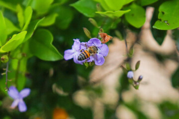 An Africanized bee pollinating the plant Duranta erecta aurea, or as popularly known as drop of gold


