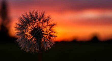 Sunset Dandelion Silhouette - Silhouetted dandelion seed head against a vibrant sunset, creating a peaceful and serene