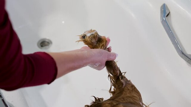 Slow Motion Close-Up of Shampoo Being Poured on Dog's Red English Cocker Spaniel Paw &ndash; Female Hands Gently Lather and Wash Between Paw Pads with Foamy Soap During Pet Grooming