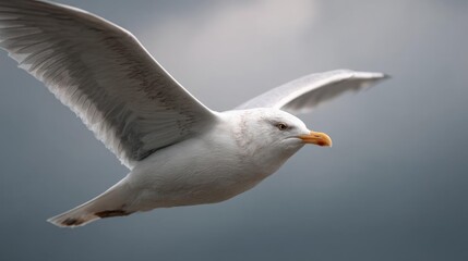 Obraz premium Close-up of a seagull flying in the sky. the bird is in mid-flight, with its wings spread wide and its body slightly tilted upwards.