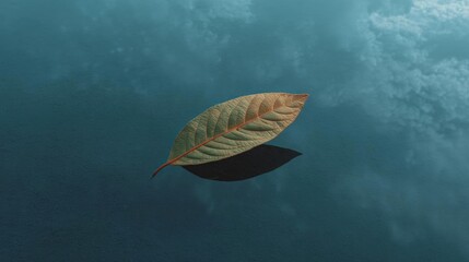 Photograph of a single leaf floating in the water. the leaf is in the center of the image, with its stem and leaves facing towards the right side of the frame.