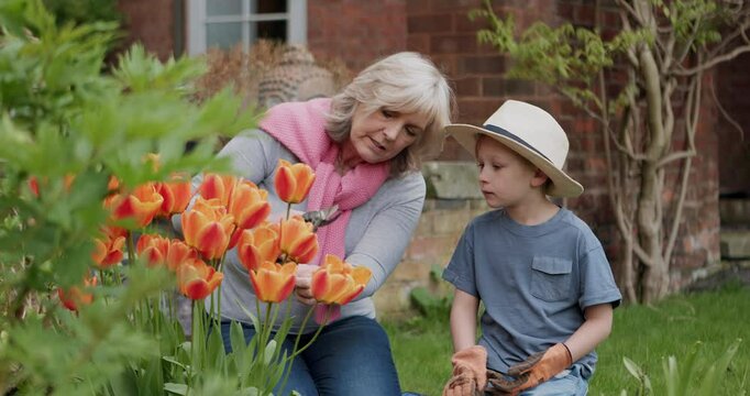 Gardening, flowers and child help grandmother for learning nature skills, bonding and quality time. Family, love and happy grandma and boy with plants for landscaping, planting and spring in backyard