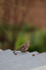Photo of a Croaking Ground Dove (Columbina cruziana) with orange legs on a metal roof, against a blurred background highlighting its natural beauty