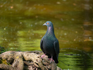 black headed Pigeon 