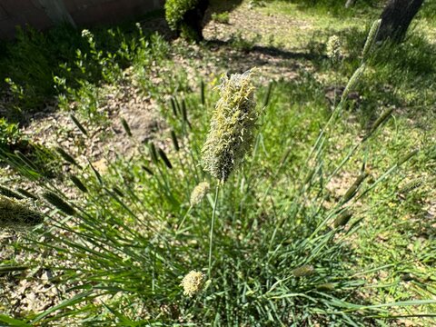 Timothy (Phleum pratense) is an abundant perennial grass native to most of Europe except for the Mediterranean region. It is also known as timothy-grass, meadow cat's-tail or common cat's tail.
