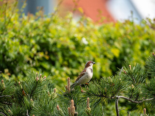 red backed shrike