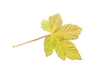 Colorful fresh leaf the sycamore maple, Acer pseudoplatanus isolated on white background. The delicate, colorful leaf of sycamore in the British Isles and as the sycamore maple. For design.