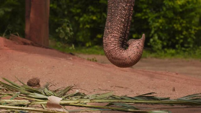 Trunk of a beautiful Asian elephant working in the forest in slow motion. Ceylon elephant lat. Elephas maximus maximus, one of the three subspecies of the Asian elephant, is endemic to Ceylon