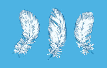 Feathers on white background. Hand drawn black fluffy feathers. Line and Ink sketch. Vintage style. Ethnic boho style hand drawing. ector clipart illustration. 