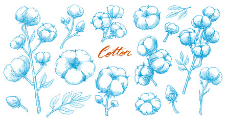 Organic cotton plant illustration. Hand drawn line wedding herb, elegant leaves and badges logo template. Vintage stamp labels for tag. Line and Ink sketch. Botanical trendy greenery. Vintage style. 