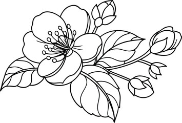 Beautiful Cherry Blossom Outlines With Buds And Leaves For Coloring Book
