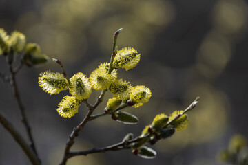 Willow (Salix caprea)