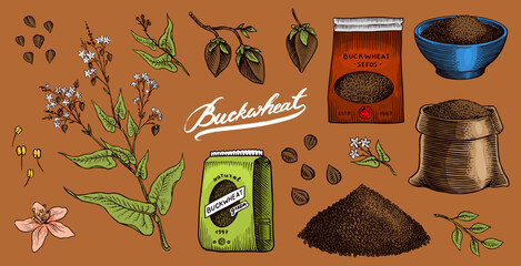  Collection of buckwheat. Engraved, hand drawn plant and buckwheat groats. Grass cereal crops outline icon set vector illustration. Ink and clipart style. Line hand drawing agriculture.