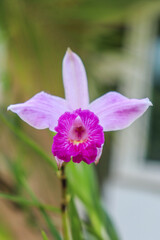 Beautiful purple orchid in your garden

