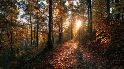 Fototapeta premium Sunlit Forest Path with Autumn Leaves
