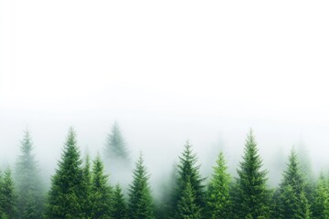 Foggy conifer forest landscape nature background