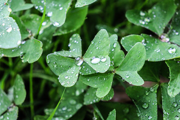 Beautiful image of a three -sheet clover with water drops on its surface


