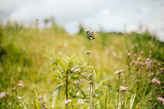Butterfly in Flight Over Wildflowers &ndash; &Aacute;guas Mornas, SC, Brazil