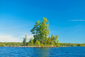 Giant White Pines Growing on a Tiny Island
