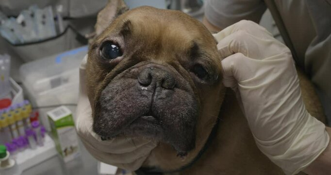 Professional veterinarian wearing medical gloves carefully examining french bulldog ears during detailed health checkup inside veterinary clinic, focusing on potential medical concerns.