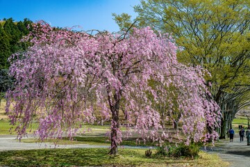 志高湖の紅枝垂れ桜