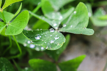 Beautiful image of a three -sheet clover with water drops on its surface

